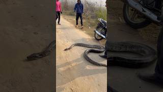 Big Size Rock Python Rescue