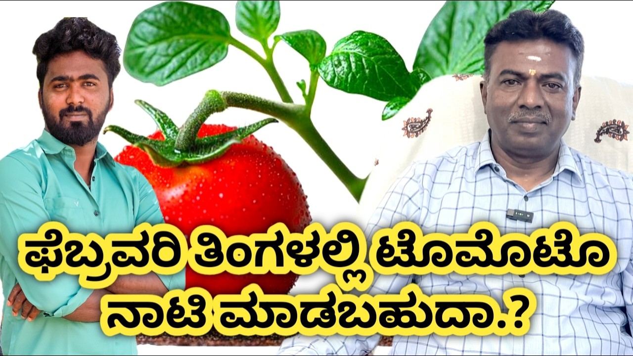 ಫೆಬ್ರವರಿ ತಿಂಗಳಲ್ಲಿ ಟೊಮೊಟೊ ನಾಟಿ ಮಾಡಬಹುದಾ.? ఫిబ్రవరి నెలలో టమోటో నాటి చేయొచ్చునా ..?