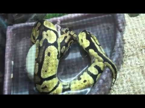 Snake Swallows Huge Rat!