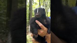 There’s more to skunks than their smell.