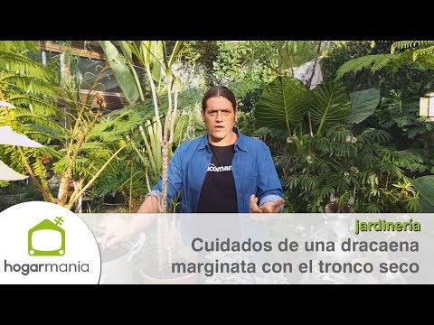 Video: Mi Dracaena está perdiendo hojas: razones por las que se caen las hojas de las plantas de Dracaena