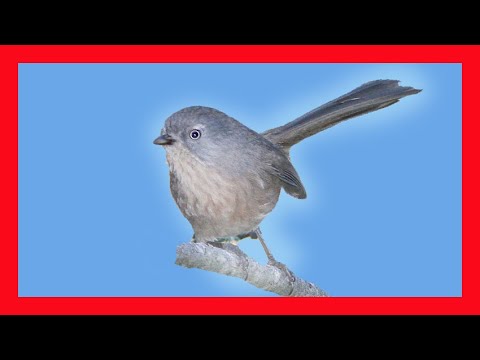 Wrentit Song -