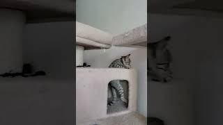 Little tiger already climbing cat trees by DanRoak 23 views 2 years ago 1 minute, 4 seconds