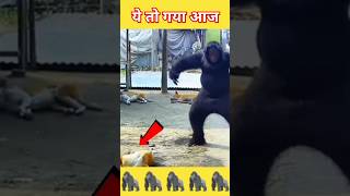 Fake Gorilla Dog Attack Indian Prank Show