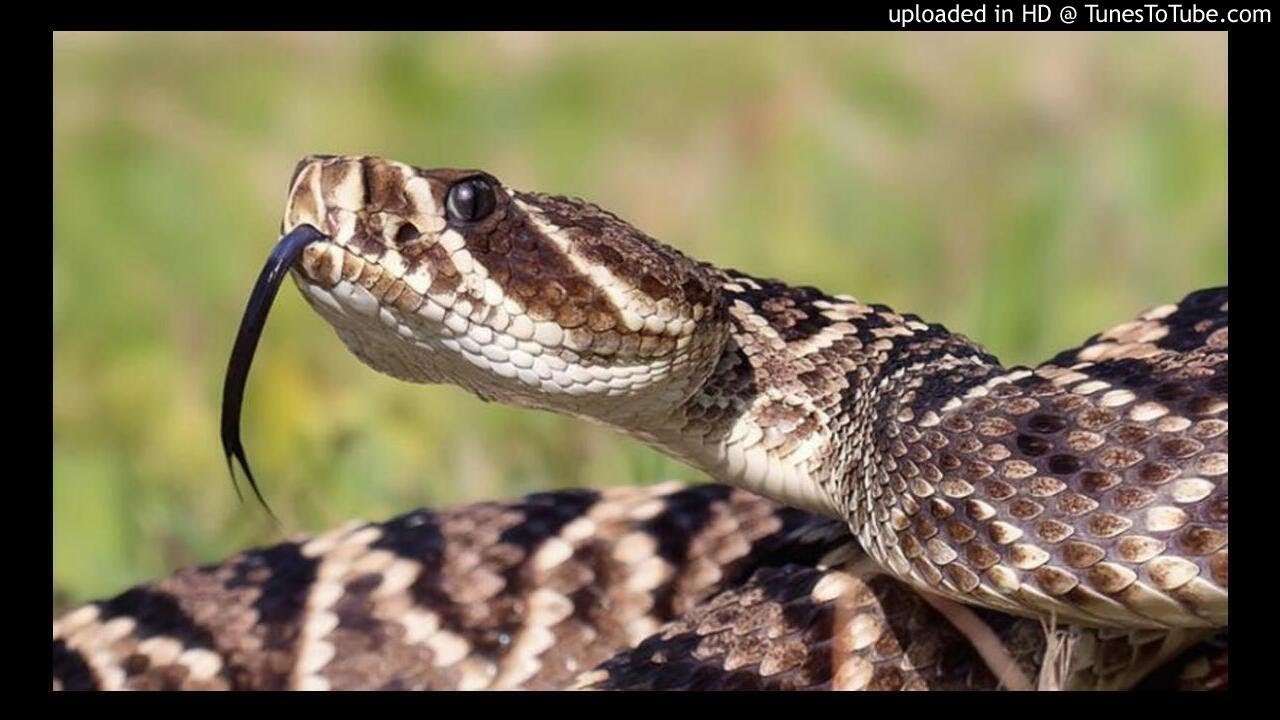 Menya ubusobanuro ku nzozi zose zerekeye inzoka.