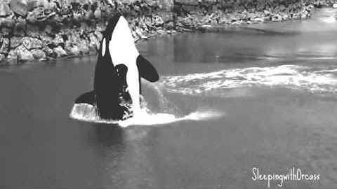 Everything Has changed::Deceased orca Mep, Nami, part 8