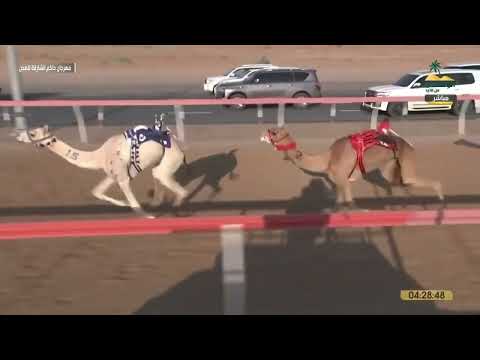 ش10 حشمة لـ عبدالله سلطان محسن العامري (مهرجان حاكم الشارقة 05-11-2024م) لقايا بكار مهجنات 6:22:79