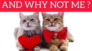 Is It Better To Adopt A Male Or Female Cat ? DIFFERENCES by Smart Dog and Cat Lover 95 views 1 year ago 3 minutes, 33 seconds