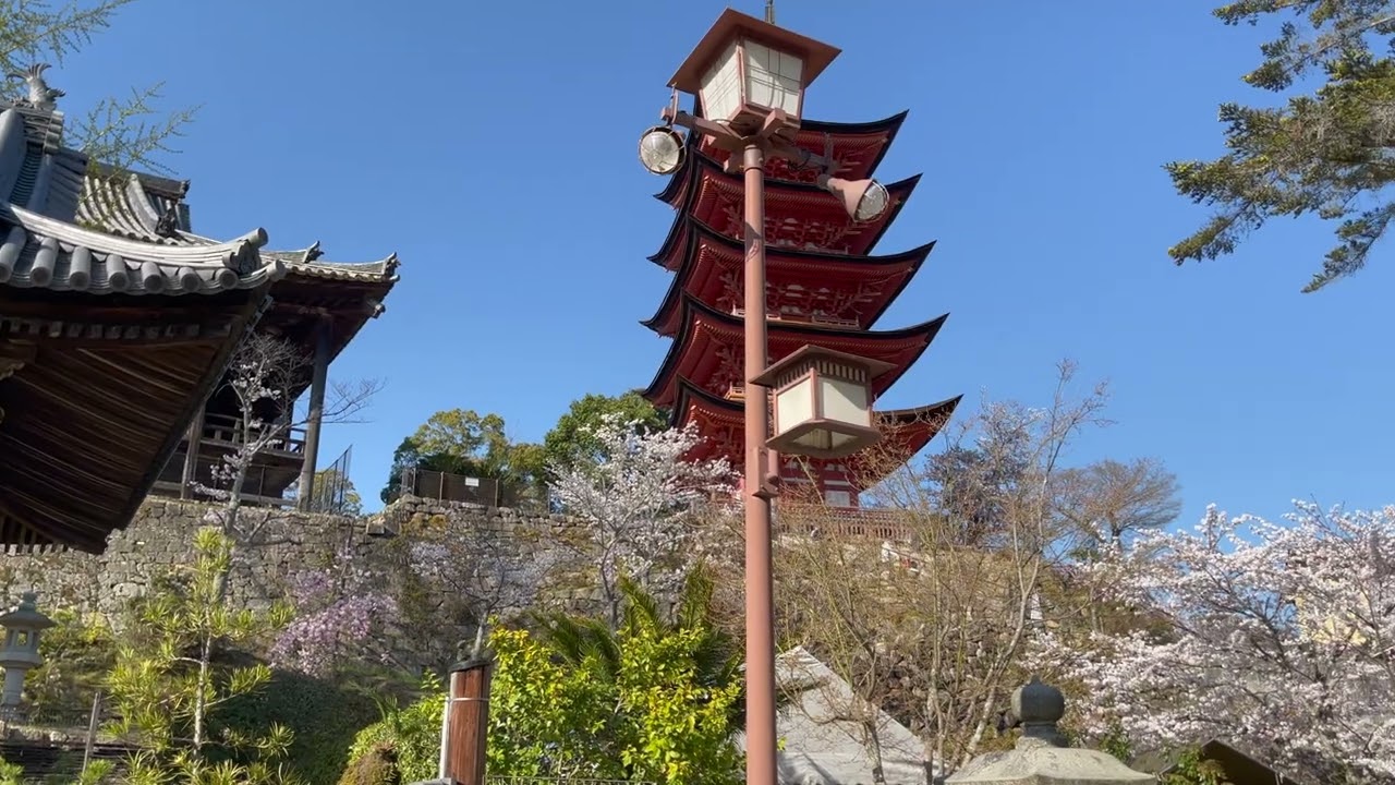 広島 宮島 えびす屋さんの人力車に乗って宮島観光 春　रिक्शा से हिरोशिमा और मियाजिमा की यात्रा करें
