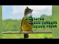 Coba Cucak Jenggot Ini Di Jamin Gacor Mp3 - Mp4 Download