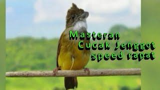 Coba mp3 CUCAK JENGGOT ini,di Jamin GACOR