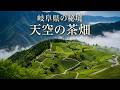 【岐阜の秘境】日本のマチュピチュ 天空の茶畑|息をのむ緑の異世界