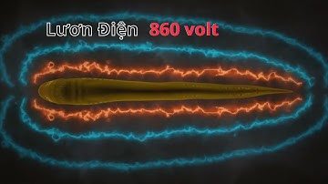 Bí mật sức mạnh điện kinh hoàng của lươn điện