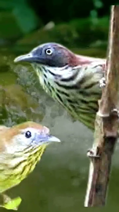 Suara burung Ciung Air