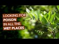 Poison Sumac How To Identify Locate Poison Sumac How To Identify Locate