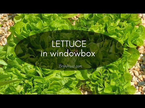 Video: Window Planter Veggie Garden – Planting Window Box Have Grøntsager