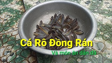 Cá Rô Đồng Rán Miền Quê