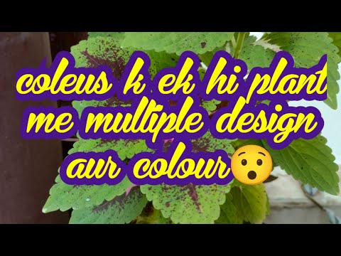 कोलियस के एक ही पौधे में कई तरह के पत्तों के डिज़ाइन और कलर😯 / Beautiful coleus plant🥰