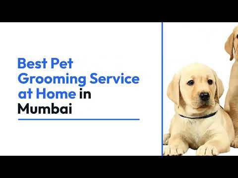 Pet Grooming Service at Home in Mumbai - video from Patmypets
