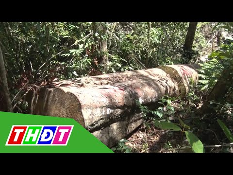 Video Gia Lai: Khởi tố nhóm nhân viên quản lý rừng khai thác... - youtube