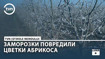 ЗАМОРОЗКИ ПОВРЕДИЛИ ЦВЕТКИ АБРИКОСА