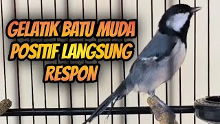 GELATIK BATU GACOR ‼️ GELATIK BATU MUDA POSITIF LANGSUNG RESPON #348