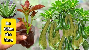 Review Giâm cành BƠ bằng Nha Đam và Tỏi 💯💯#câygiống #garden #caytrongnha #avocado tree