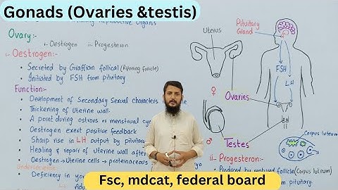 Gonads | gonads and their hormones