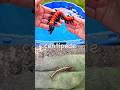 Learn Bug Insect Names for Kids with Toys: Ant Centipede Wasp Butterfly Stick Insect