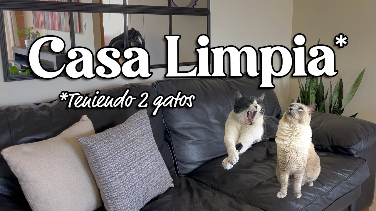 Así mantengo mi CASA LIMPIA con gatos: Consejos y Trucos | Día de SOL