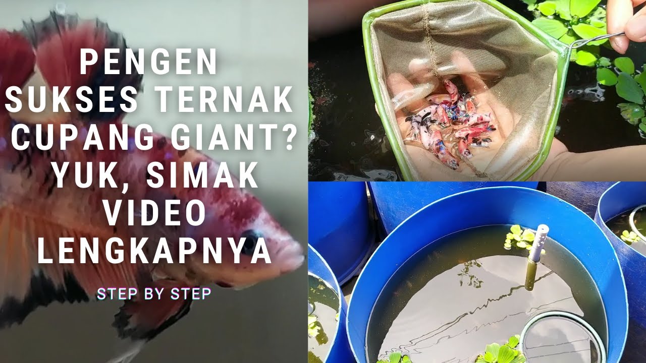 Cara Ternak Cupang Giant di Rumah (Info Lengkap) - How to Cultivate
