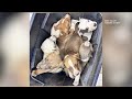 West Valley Humane Society receives bucket of puppies with no additional information