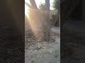 Aj Dostaon kelie bakra zibah kia faram par #viralvideo #villagelife #farming #villagegoat #goat