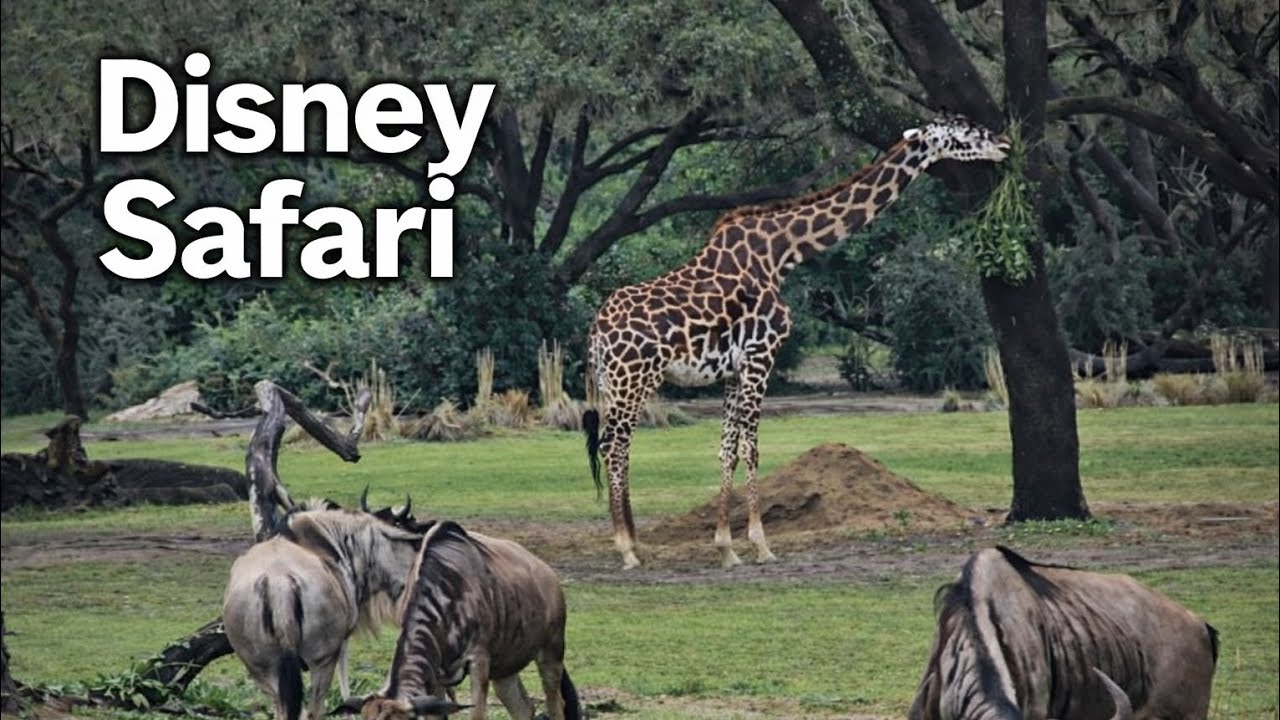 Kilimanjaro Safaris FULL Tour | Disney’s Animal Kingdom Ride Experience