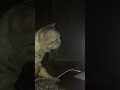 Screen time for Luca #luca #cat #meow #catvideo #catlover #cats #meow #screentime