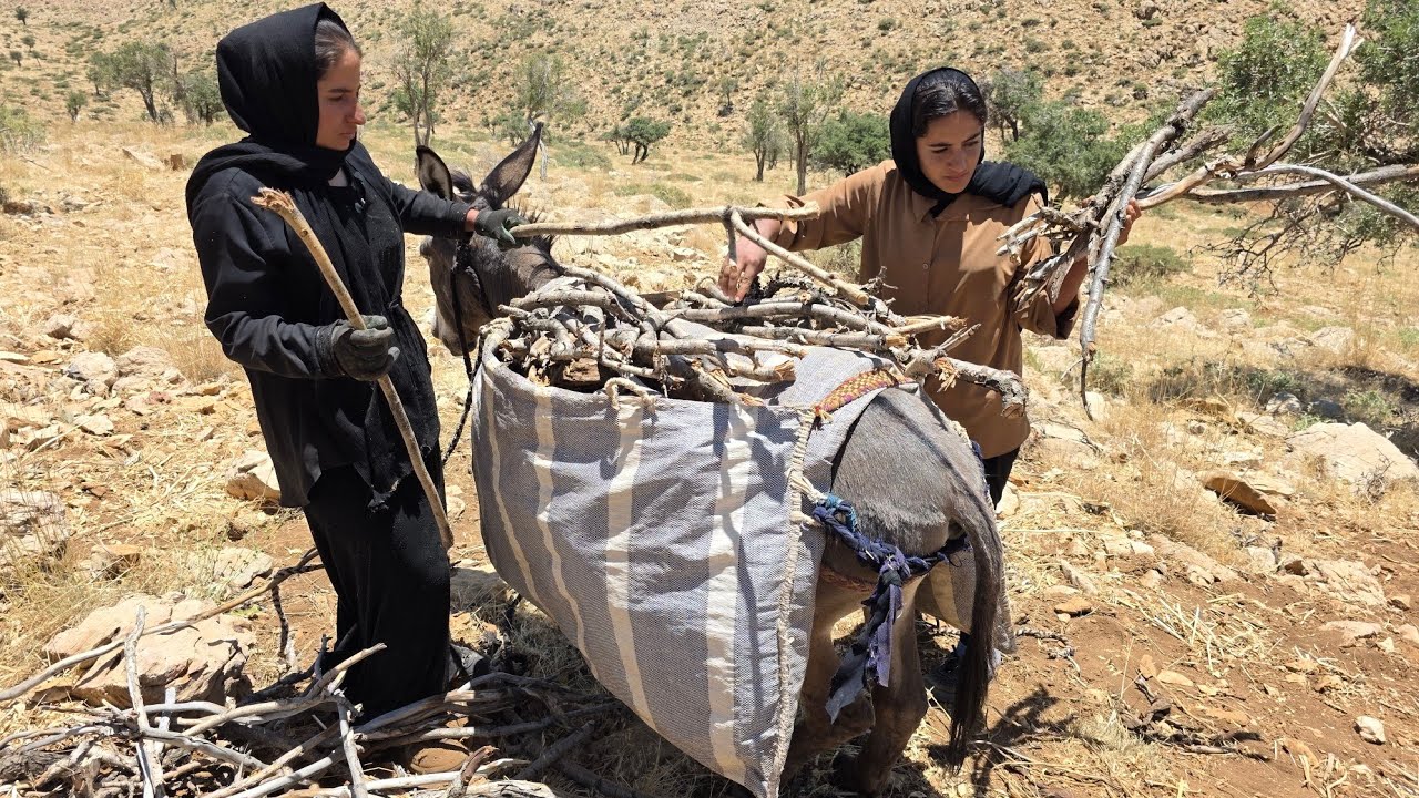 Nomadic life: Gathering firewood by nomadic girls in the inaccessible ...
