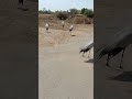 Koonj Birds Demoiselles Crane Birds Good Communication Way 