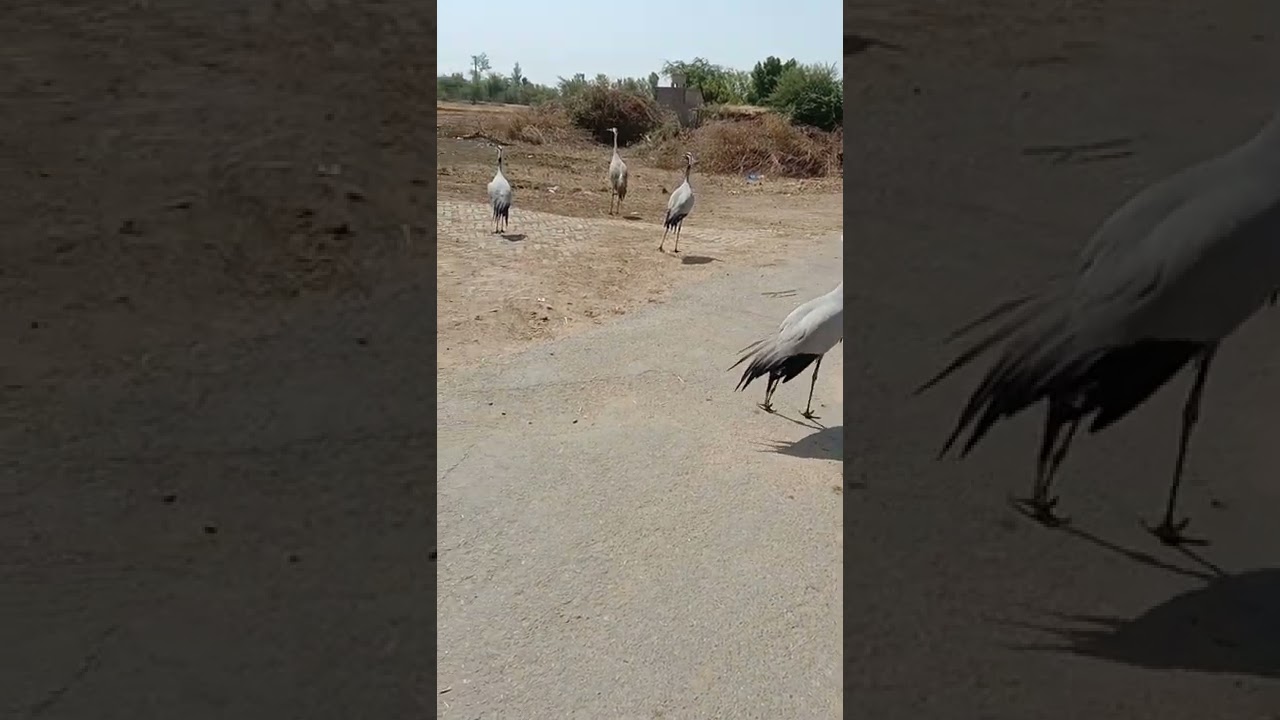 koonj birds||demoiselles crane birds  ||good communication way