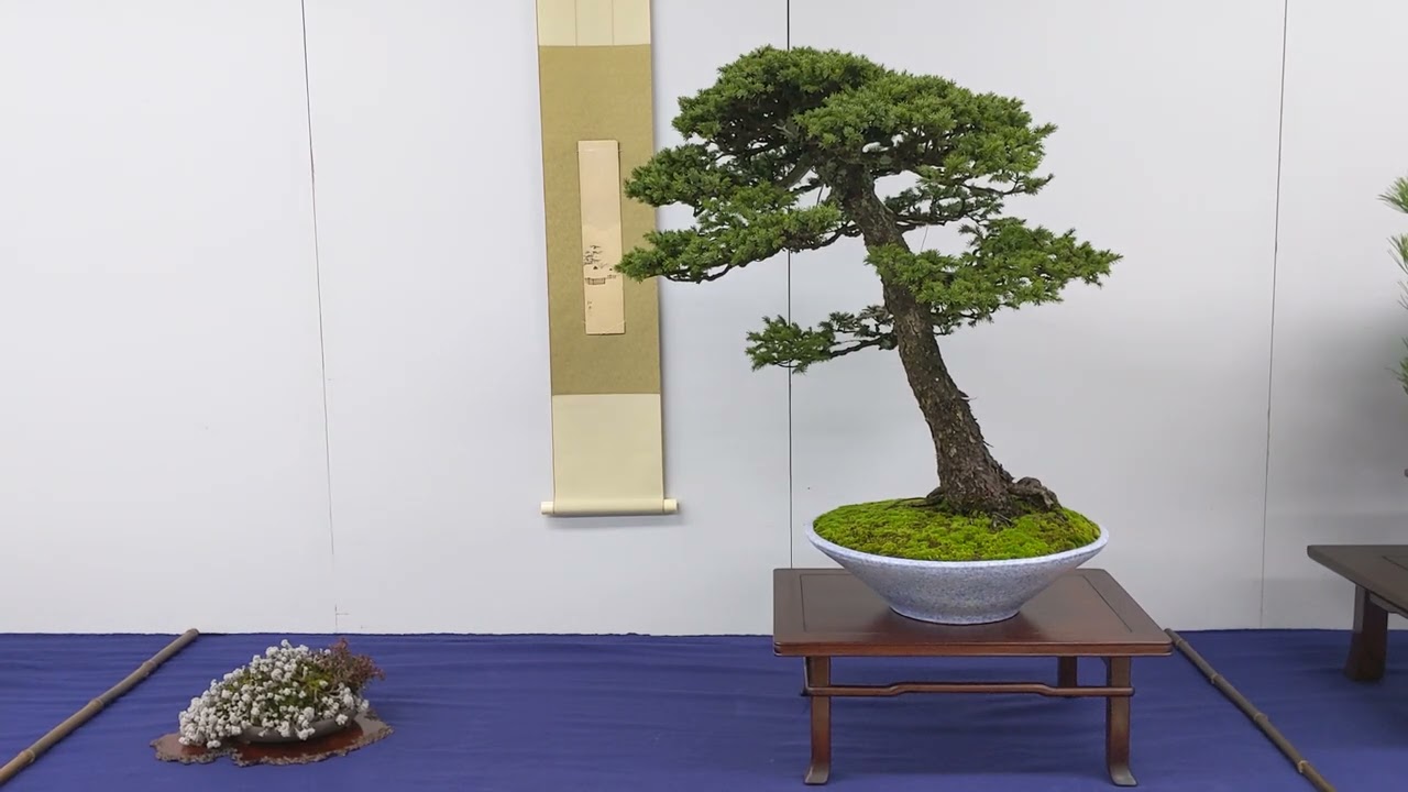 🌲#盆栽 30-2 #蝦夷松（#えぞ#まつ）#第49回#日本盆栽作風展 #日本盆栽