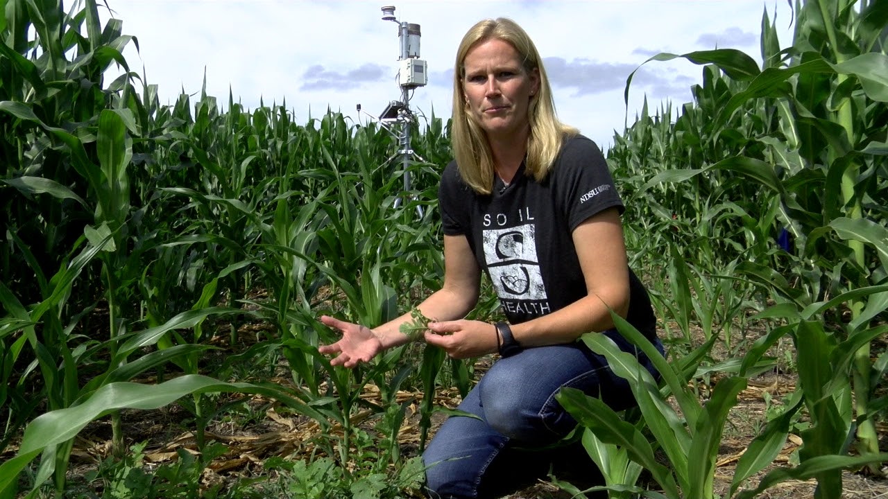 Soil Health Minute: Cover Crops Into Corn