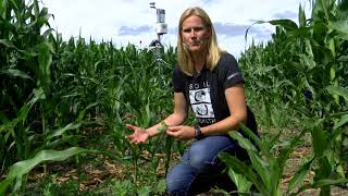 Soil Health Minute: Cover Crops Into Corn