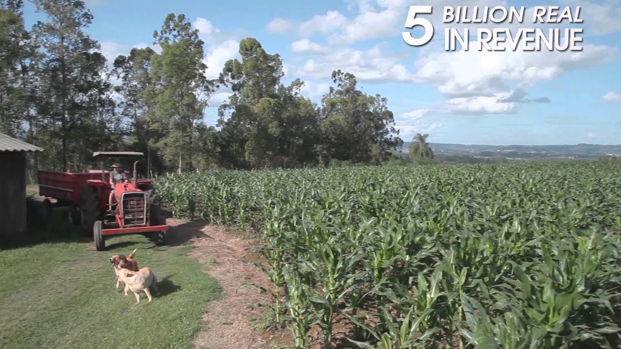 Tobacco production in Brazil