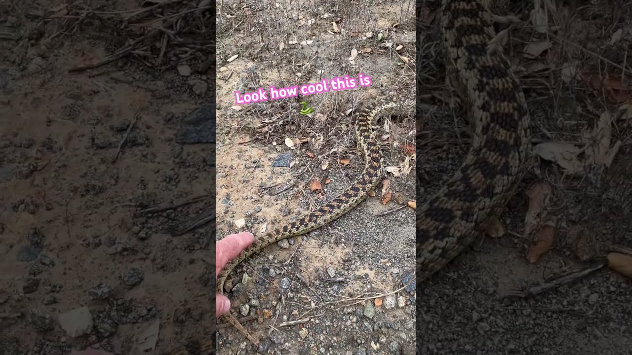 Two beautiful Gopher Snakes 🐍 Release days are the best.