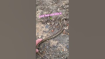 Two beautiful Gopher Snakes 🐍 Release days are the best.