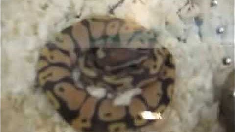 Scaleless Ball Python or Super Scalesshead Ball Python