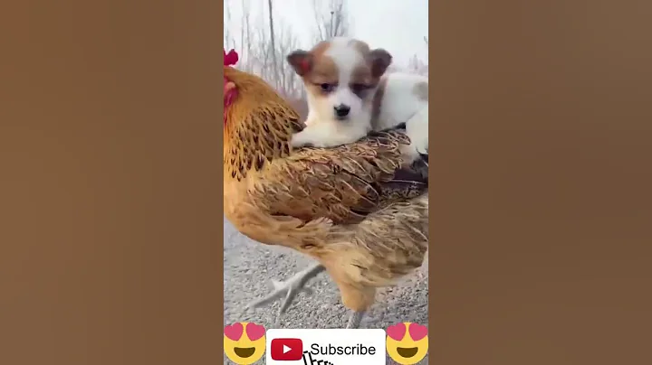 kyltDfQsRYaz