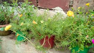 portulaca||পর্তুলিকা