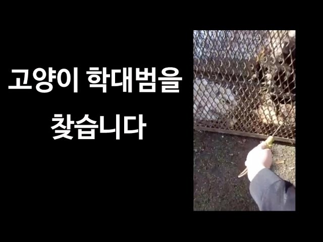 고양이 학대범을 찾습니다 고양이 학대범을 찾습니다 #1