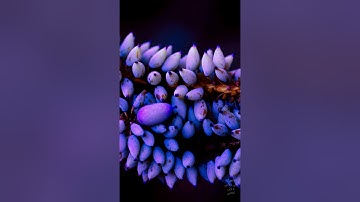 سورة الضحي...القارئ بندر بليلة
