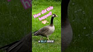 hybrid geese IN THE WILD #biology #dinosaur